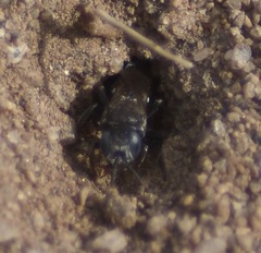 Oxybelus uniglumis