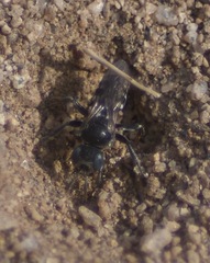 Oxybelus uniglumis