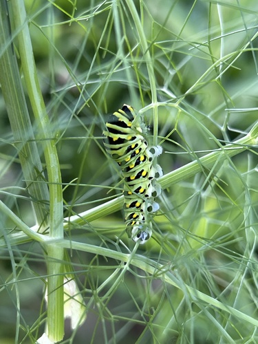 Black Swallowtail