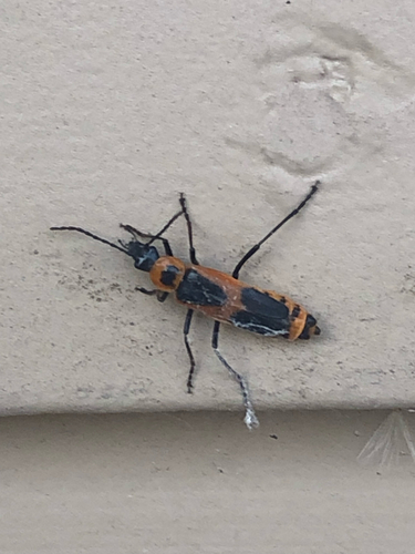 Colorado Soldier Beetle