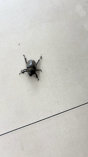 Japanese Rhinoceros Beetle