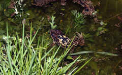 Melanophryniscus stelzneri