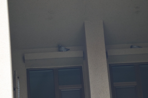 Feral Pigeon