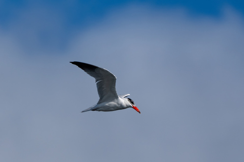 iNaturalist: (c) Andrea Carpio, some rights reserved (CC BY-NC), uploaded by Andrea Carpio iNaturalist image