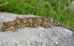 Mokopirirakau