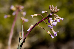 Boechera carrizozoensis