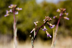 Boechera carrizozoensis