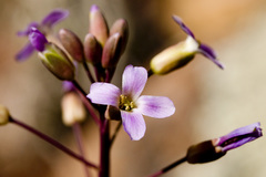 Boechera carrizozoensis