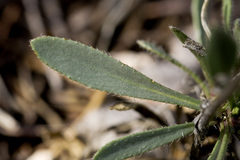 Boechera carrizozoensis