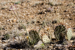 Boechera carrizozoensis