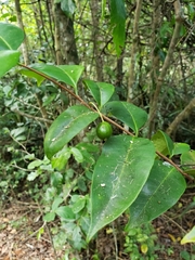 Eugenia pseudopsidium