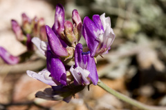 Astragalus missouriensis mimetes