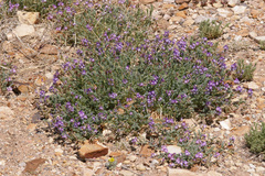 Astragalus emoryanus