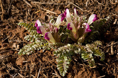 Pedicularis centranthera