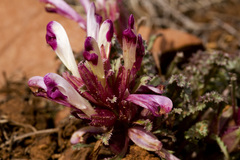 Pedicularis centranthera