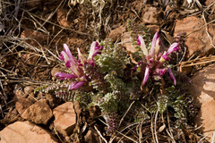 Pedicularis centranthera