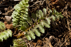 Pedicularis centranthera