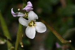 Boechera shevockii