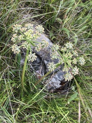 Lomatium macrocarpum