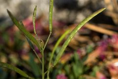 Boechera shevockii