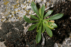 Boechera shevockii