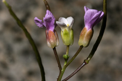 Boechera shevockii