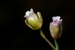Boechera platysperma
