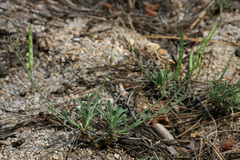 Boechera platysperma