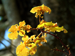 Trichocentrum biorbiculare