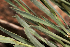 Boechera carrizozoensis