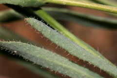 Boechera carrizozoensis