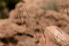 Boechera carrizozoensis