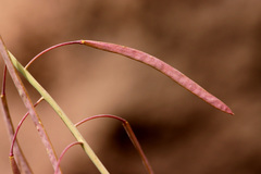 Boechera carrizozoensis