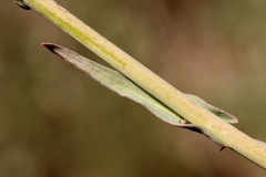 Boechera carrizozoensis