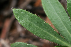 Boechera carrizozoensis