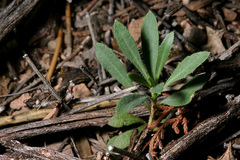 Boechera carrizozoensis
