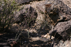 Boechera carrizozoensis