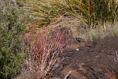 Boechera carrizozoensis