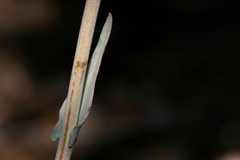 Boechera carrizozoensis