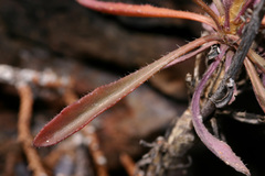 Boechera carrizozoensis