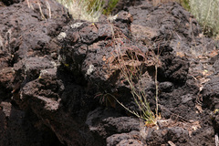 Boechera carrizozoensis