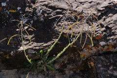 Boechera carrizozoensis