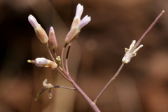 Boechera carrizozoensis