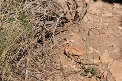 Boechera carrizozoensis