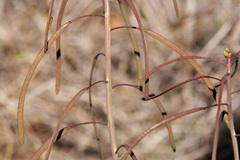 Boechera carrizozoensis