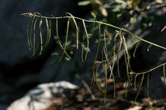 Yosemitea repanda