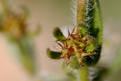 Lappula occidentalis occidentalis