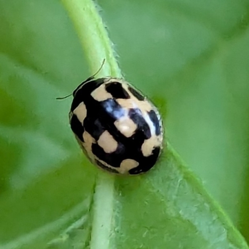 Fourteen-spotted Lady Beetle