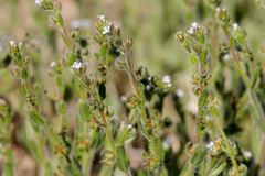 Lappula occidentalis cupulata