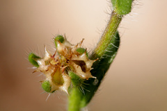 Lappula occidentalis cupulata